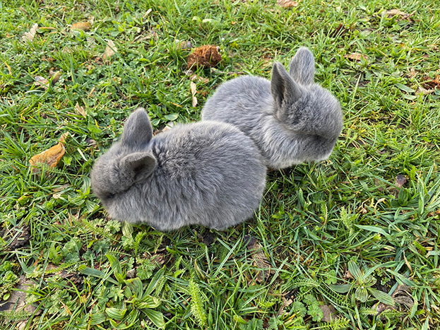 Easter bunnies enjoy on the lawn of the Gasthaus Adler Hotel